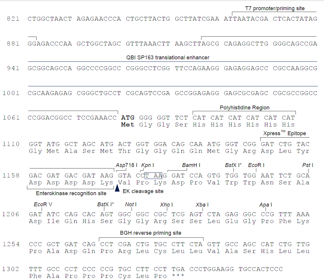 PcDNA4/HisMax B质粒图谱、载体图谱、序列、价格、抗性、测序引物、大小等信息_生物风载体